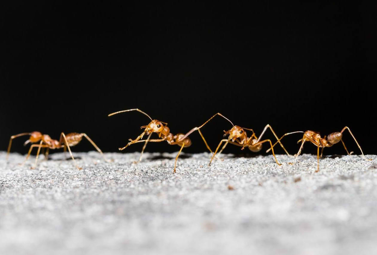 Ant Control