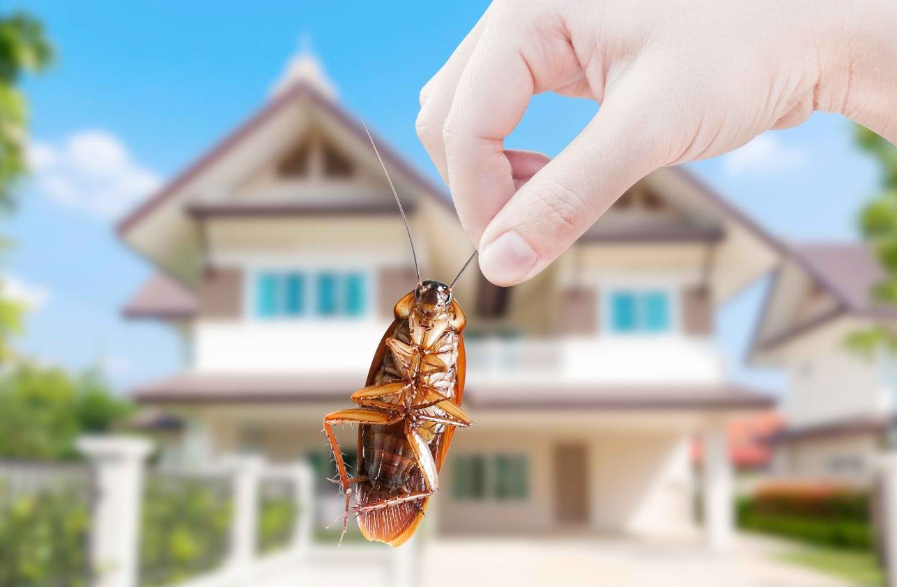 Cockroach At Home