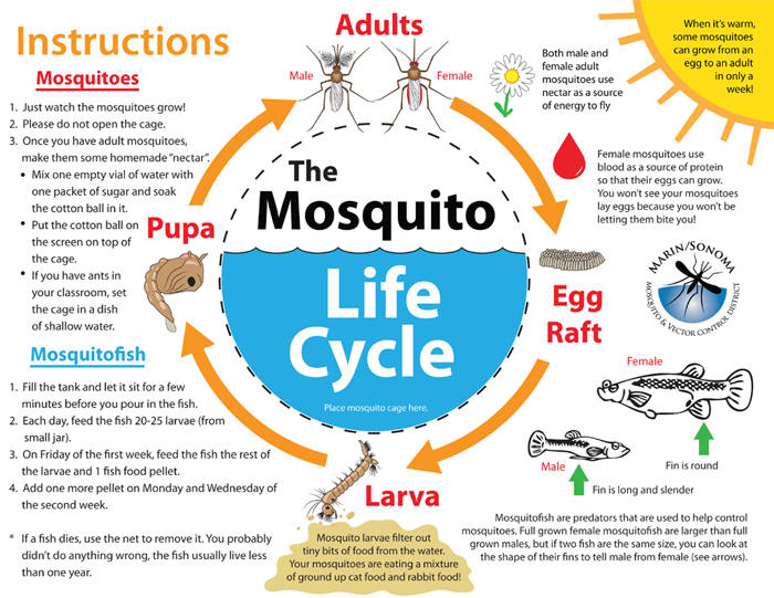 Mosquito Life Cycle