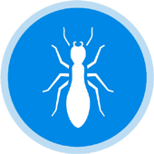 Termite Control