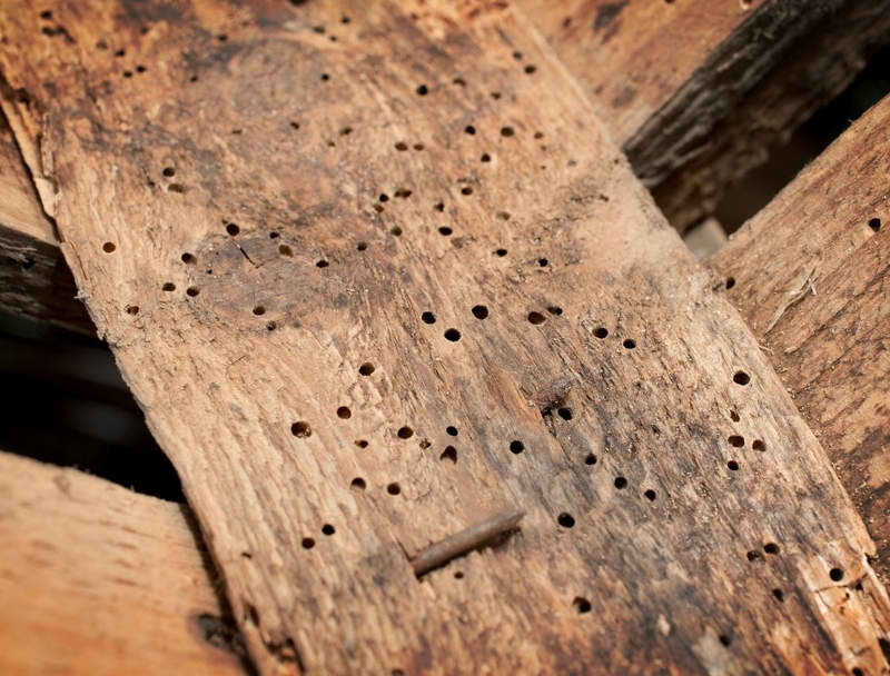 Wood Borer Infestation