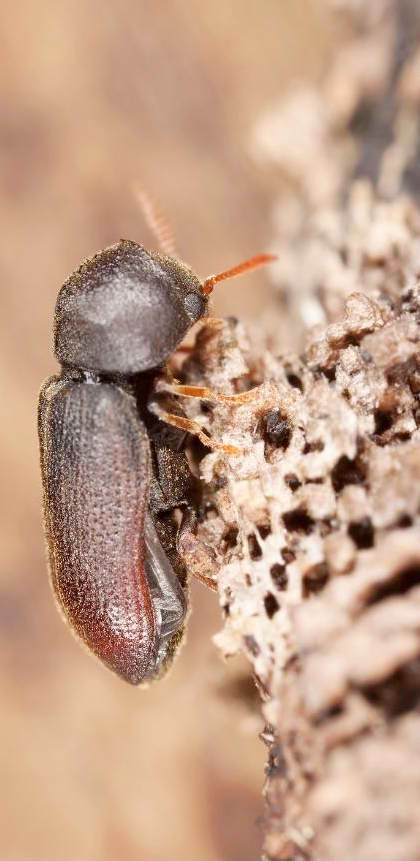 Wood Borer