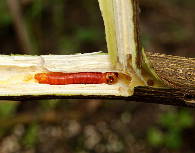 Wood Borer attack