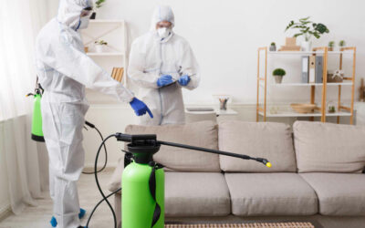 The Effects of Pests and Moisture on Your Home: Causes and Solutions
