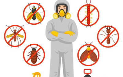 Pest Control Services in Roorkee – Get Pest Control at the Lowest Price