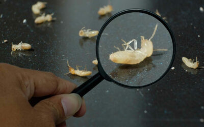 Don’t Miss These Early Warning Signs of Termites – Act Now Before It’s Too Late!