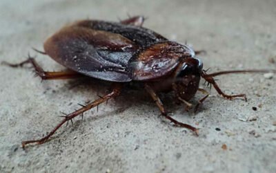Cockroach Invasion: How to Beat the Pest with Simple Tips & Tricks!