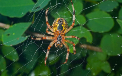 Tomatoes and Potatoes Benefit from Spiders’ Presence As Natural Pest Control, Research Finds