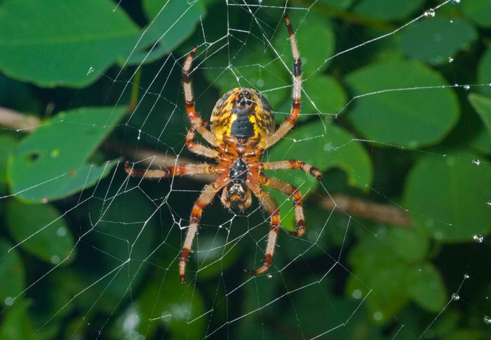 Spider Natural Pest Control